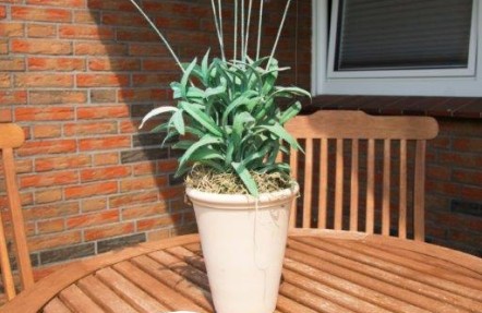 Ferienwohnung Strandbox