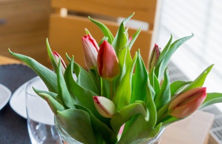 Ferienwohnung Jolle D11